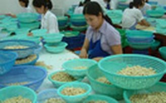 Kiểm soát chặt chất lượng hạt điều xuất khẩu